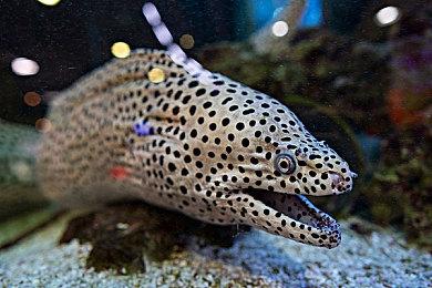 3DM速报：E3展确认今年停办 微软计划推出XGP家庭版服务